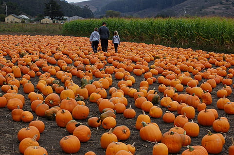 græskar patch, græskar, efterår, lappe, halloween, høst, grøntsag, oktober, sæson, mad, ferie, landbrug, Mark, udendørs, rigtige mennesker, herrer, orange farve, to personer, dag, mad og drikke, natur, gård, jord, landskab, landlige scene, plante, bagfra, voksen, mennesker, vækst, landmand, 2K, CC0, offentligt domæne, royaltyfrie