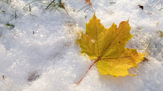 Fall, Winter, Snow, Leaf, autumn, fall leaves, november, yellow, nature, season, outdoors, frost, cold - Temperature, tree, forest, weather, ice, frozen, close-up, beauty In Nature, change, no people, high angle view, plant part, maple leaf, directly above, falling, day, water, cold temperature, fragility, leaf vein, vulnerability, leaves, 4K, CC0, public domain, royalty free