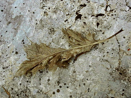blad, sten-, klippe, natur, tæt på, dyr, ingen mennesker, dyre temaer, fossil, hvirveldyr, dag, udendørs, fugl, fuld ramme, direkte over, fisk, høj vinkel visning, dyr i naturen, dyreliv, tekstureret, hav, 1080P, CC0, offentligt domæne, royaltyfrie