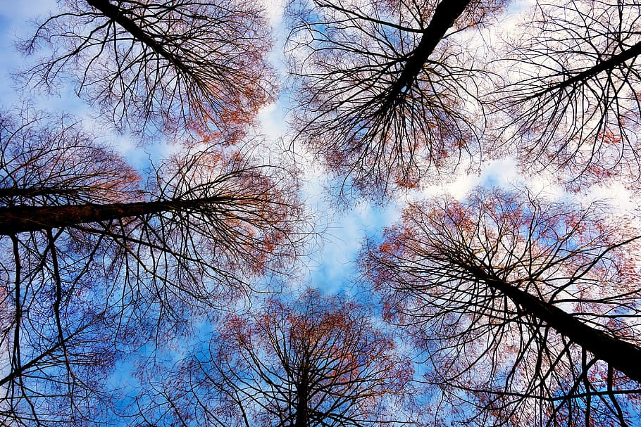 marró, fulles, arbres, baix, fotografia d'angle, cims dels arbres, branques, arbres nus, arbres caducifolis, silueta, cels, disseny, patró, arbre, vista d’angle baix, cel, branca, planta, arbre nu, cap gent, tranquil·litat, naturalesa, bellesa a la natura, creixement, dia, escenics - natura, escena tranquil·la, bosc, a l'aire lliure, tronc de l'arbre, tronc, copa de l'arbre, directament a sota, 4K