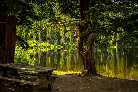 Grün, Baum, See, Bank, Dämmerung, fallen, Gras, Landschaft, Blatt, Licht, draußen, Park, Fluss, szenisch, Sommer-, Reise, Wasser, Holz, Wald, Natur, keine Leute, Ruhe, Baumstamm, szenen, Reiseziele, Tag, Pflanze, Sitz, Wachstum, Kofferraum, Schönheit in der Natur, ruhige Szene, Land, grüne Farbe, Holz - Material, Parkbank, 5K, CC0, gemeinfrei, lizenzfrei