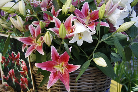 fiori, iris, fiore, pianta fiorita, pianta, freschezza, bellezza nella natura, petalo, fragilità, vulnerabilità, crescita, avvicinamento, infiorescenza, testa di fiore, natura, colore rosa, nessuno, parte vegetale, foglia, giorno, concentrarsi sulle conoscenze acquisite, all'aperto, primavera, polline, 4K, CC0, dominio pubblico, privo di copyright