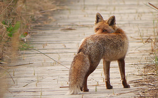 braun, Fuchs, umgeben, Gras, Fauna, Raubtier, Tier, Tierthemen, Säugetier, ein Tier, Tierwelt, Wirbeltier, Tiere in freier Wildbahn, keine Leute, Tag, Stehen, Natur, Fokus auf den Vordergrund, draußen, Porträt, Pflanze, Haustiere, Land, in voller Länge, pflanzenfressend, 2K, CC0, gemeinfrei, lizenzfrei