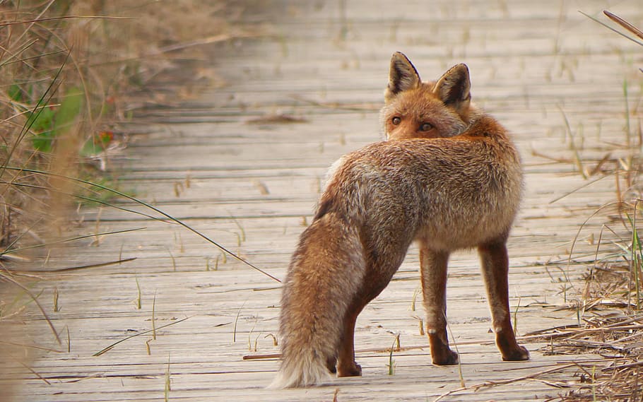 braun, Fuchs, umgeben, Gras, Fauna, Raubtier, Tier, Tierthemen, Säugetier, ein Tier, Tierwelt, Wirbeltier, Tiere in freier Wildbahn, keine Leute, Tag, Stehen, Natur, Fokus auf den Vordergrund, draußen, Porträt, Pflanze, Haustiere, Land, in voller Länge, pflanzenfressend, 2K