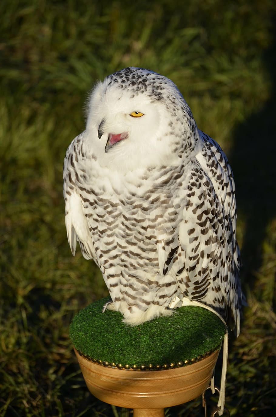 ugle, eagle ugle, fjer, fugl, raptor, falkejagt, fjerdragt, udsigt, zwerguhu, nat aktiv, Skov, dyr, tændte øjne, rovfugl, dyre temaer, dyreliv, et dyr, hvirveldyr, dyr i naturen, fokus på forgrunden, ingen mennesker, tæt på, dag, plante, natur, græs, udendørs, perching, grøn farve, jord, høj vinkel visning, ørn, 4K