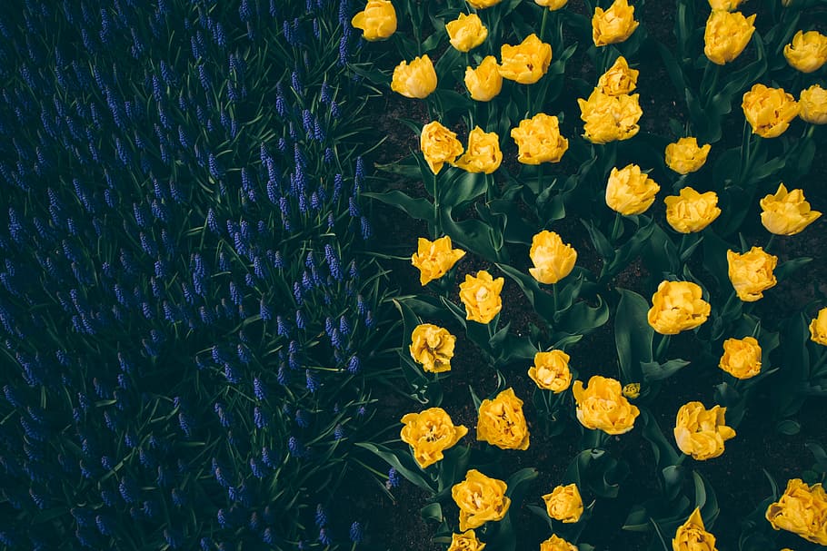 højvinkelfotografering, seng, gul, blomster, blomsterfelter fotografering, tulipan, blomst, flor, blad, blå, grøn, mørk, have, dyrke, natur, halvt, side, opdelt, Keukenhof, Tulipa, blomstrende plante, plante, sårbarhed, skrøbelighed, friskhed, skønhed i naturen, vækst, blomsterhoved, høj vinkel visning, kronblad, ingen mennesker, jord, Mark, blomsterstand, dag, tæt på, baggrunde, udendørs, blomsterseng, 5K