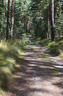 bosc, Camí, idíl·lic, arbres, naturalesa, camí forestal, descans, recuperació, paisatge, senderisme, arbre, cap gent, dia, planta, terra, direcció, el camí a seguir, creixement, tranquil·litat, sendera, escena tranquil·la, bellesa a la natura, tronc de l'arbre, tronc, llum solar, escena no urbana, a l'aire lliure, perspectiva decreixent, ruta, llarg, 5K, CC0, domini públic, lliure de regalies