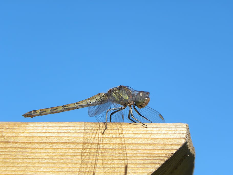 libèl·lula, error, macro, naturalesa, estiu, ales, un animal, blau, fauna animal, insecte, temes d'animals, cap gent, cel, cel clar, animal, invertebrat, còpia espai, animals a la natura, dia, material de fusta, llum solar, ala dels animals, vista d’angle baix, primer pla, a l'aire lliure, 4K