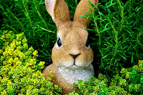 coniglio, coniglietto di Pasqua, Pasqua, coniglietto, carina, primavera, erba, divertimento, colore, contento, verde, orecchie, poco, natura, prato, all'aperto, un animale, temi animali, testa di animale, fauna selvatica, animali allo stato selvatico, nessuno, animale, mammifero, pianta, colore verde, vertebrato, animali domestici, giorno, terra, campo, crescita, parte vegetale, foglia, erbivoro, 5K, CC0, dominio pubblico, privo di copyright
