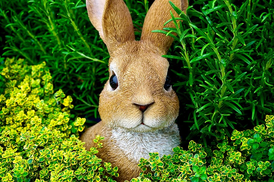 coniglio, coniglietto di Pasqua, Pasqua, coniglietto, carina, primavera, erba, divertimento, colore, contento, verde, orecchie, poco, natura, prato, all'aperto, un animale, temi animali, testa di animale, fauna selvatica, animali allo stato selvatico, nessuno, animale, mammifero, pianta, colore verde, vertebrato, animali domestici, giorno, terra, campo, crescita, parte vegetale, foglia, erbivoro, 5K