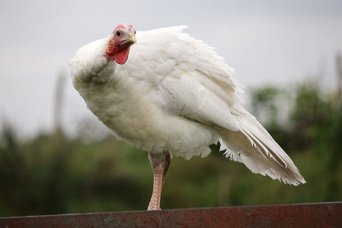 Türkiye, küçük, beyaz, seyir, yüce, hayvan temaları, kuş, hayvan, bir hayvan, omurgalı, hayvan yaban hayatı, vahşi hayvanlar, hayvan vücut kısmı, doğa, kapatmak, Beyaz renk, ön plana odaklanmak, tam uzunluk, portre, gün, tüy, kakadu, insansız, gaga, bitki, hayvan başı, profil görünümü, 5K, CC0, kamu malı, telif ücretsiz