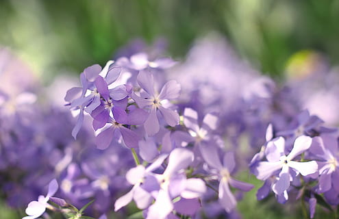 vår, vårblommor, blomma, Maj, blommande flox, blommande växt, växt, skönhet i naturen, friskhet, bräcklighet, sårbarhet, närbild, lila, natur, springtime, tillväxt, inget folk, träd, kronblad, selektiv fokusering, dag, blomställning, blomhuvud, utomhus, mjukhet, 2K, CC0, offentligt domän, royaltyfria