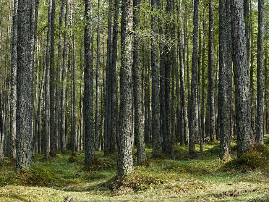 arbres verds, bosc de làrix, bosc, làrix, troncs d’arbres, soques, bosc de conte de fades, larix, família de pins, Occidental, naturalesa, arbre, a l'aire lliure, paisatge, estiu, color verd, planta, terra, tronc de l'arbre, tronc, tranquil·litat, creixement, bellesa a la natura, escena tranquil·la, dia, cap gent, escenics - natura, herba, escena no urbana, bambú - planta, arbre de coníferes, bosc de pi, 4K