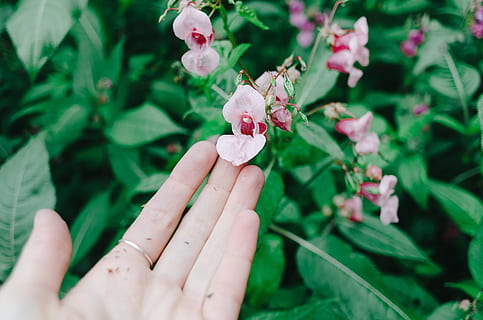 rose hip flower, Rose hip, flower, nature, human Hand, plant, women, close-up, people, human body part, leaf, healthcare and medicine, hand, real people, holding, one person, plant part, freshness, finger, unrecognizable person, human finger, personal perspective, body part, flowering plant, focus on foreground, green color, outdoors, flower head, care, 2K, CC0, public domain, royalty free