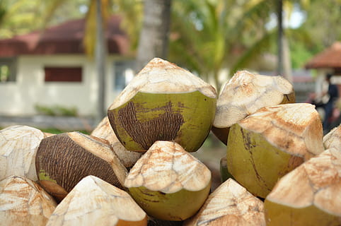 noci di cocco, ricorrere, bevande, concentrarsi sulle conoscenze acquisite, avvicinamento, nessuno, mangiare sano, cibo, giorno, cibo e bevande, albero, benessere, natura, all'aperto, freschezza, grande gruppo di oggetti, pianta, frutta, legno - materiale, natura morta, crescita, luce del sole, pila, 4K, CC0, dominio pubblico, privo di copyright