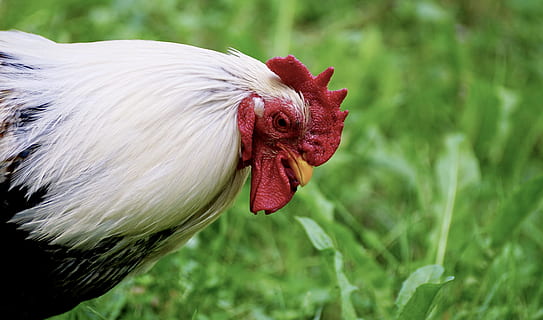 Hahn, uccello, orgoglio, cresta di gallo, piume, pollame, animale, piuma, Gockel, conto, natura, bellissimo, pettinare i denti, pollo felice, fotografia naturalistica, rosso, erba, verde, prato, animali domestici, pollo, domestico, animale maschio, temi animali, bestiame, Gallo, pollo - uccello, mammifero, vertebrato, un animale, avvicinamento, agricoltura, concentrarsi sulle conoscenze acquisite, parte del corpo animale, nessuno, testa di animale, all'aperto, vista profilo, 5K, CC0, dominio pubblico, privo di copyright