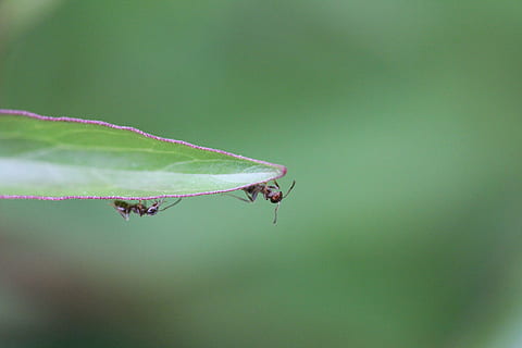 formiga, vora, l'avantguarda, un animal, animals a la natura, temes d'animals, insecte, cap gent, color verd, invertebrat, fauna animal, animal, part de la planta, primer pla, full, naturalesa, planta, dia, centrar-se en primer pla, part del cos dels animals, a l'aire lliure, petit, 5K, CC0, domini públic, lliure de regalies