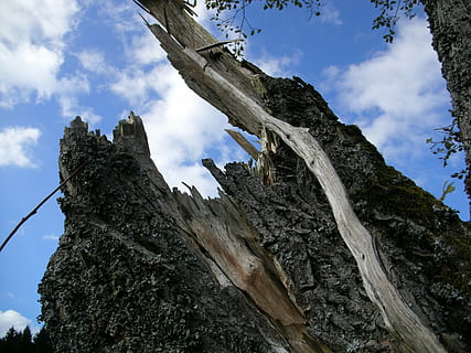 Baum, Hintern, Blitz, Baumstumpf, Natur, Holz, gebrochen, zerrissen, platzen, Himmel, Wald, Log, abgebrochen, zerstört, Flachwinkelansicht, wolke - himmel, Kofferraum, Baumstamm, Tag, Pflanze, Rock, keine Leute, Ruhe, texturiert, Rock - Objekt, Schönheit in der Natur, solide, draußen, Holz - Material, Felsformation, Berg, Borke, 4K, CC0, gemeinfrei, lizenzfrei