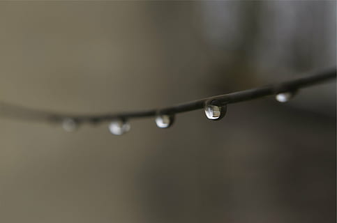 selektiv, fokus fotografie, Wassertau, Ast, Wasser, Tröpfchen, Fokus, Foto, Tropfen, Draht, fallen, Nahansicht, keine Leute, nass, selektiver Fokus, Fokus auf den Vordergrund, Regentropfen, Tag, Natur, Regen, Tau, Reinheit, Schönheit in der Natur, Pflanze, Frische, Zerbrechlichkeit, Verletzlichkeit, draußen, Regenzeit, Grashalm, 1080P, CC0, gemeinfrei, lizenzfrei
