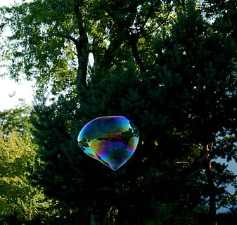 bolla di sapone, albero, volo, grande, bambini, bolla, sapone sud, natura, all'aperto, sfondi, aria, estate, multicolore, blu, colore verde, divertimento, astratto, arcobaleno, bacchetta, rifrazione, spettro, pianta, fragilità, vulnerabilità, mezz'aria, trasparente, giorno, crescita, nessuno, bellezza nella natura, sfera, Inquadratura dal basso, la tranquillità, volante, 1080P, CC0, dominio pubblico, privo di copyright