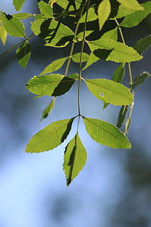 leaves, reverse light, branch, tree, nature, green, plant, leaf, green Color, forest, freshness, springtime, outdoors, environment, summer, growth, season, sunlight, close-up, lush Foliage, plant part, beauty in nature, no people, day, leaf vein, selective focus, focus on foreground, twig, 4K, CC0, public domain, royalty free