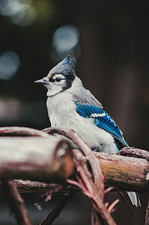 balta, mėlyna, pilka, paukštis, stovėti, plikas, medis, aštrus, neryškus, plunksna, bluejay, jay, mėlynas paukštis, filialas, gyvūnas, pobūdį, mėlyna jay, stuburiniai, gyvūnų temos, gyvūnams, perching, gyvūnų gyvūnija, vienas gyvūnas, atrankinis dėmesys, dieną, Iš arti, nėra žmonių, augalų, lauke, sutelkti dėmesį į naujas žinias, 5K, CC0, Viešasis domenas, nemokamai