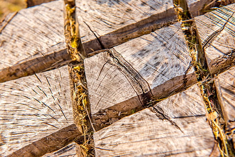 Pozadí, hnědý, okres, sekce, detail, dřevo, Příroda, vzor, prostě, struktura, zadek, textura, povrch, strom, kmen, jako, kůra, odřezal, případech, kůra stromu, lesnické práce, zavřít, dřevo - materiál, log, texturou, odlesňování, palivové dříví, nikdo, celý rám, venku, dřevařský průmysl, les, zaměřit se na popředí, den, selektivní zaměření, paliva a energie, strom prsten, 5K, CC0, veřejná doména, bez autorských práv