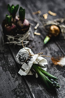 making, little, ornamental, seedling, small, jar, Woman, plant, decoration, ornament, planting, crafting, adornment, food, freshness, nature, wood - Material, close-up, rustic, leaf, food and drink, indoors, studio shot, no people, table, still life, healthy eating, wellbeing, focus on foreground, high angle view, selective focus, vegetable, spice, ingredient, flower, vegetarian food, 5K