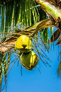 noci di cocco, Noce di cocco, albero di cocco, pianta, natura, crescita, fiore, Palma, albero, foglia, bellezza nella natura, giorno, pianta fiorita, nessuno, parte vegetale, freschezza, giallo, avvicinamento, cibo e bevande, all'aperto, mangiare sano, cibo, cielo, testa di fiore, palma da cocco, foglia di palma, 5K, CC0, dominio pubblico, privo di copyright