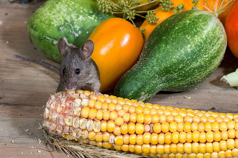 Maus, Essen, Mais, Gemüse, wild, nager, Tierporträt, Essen und Trinken, Lebensmittel, gesundes Essen, Wohlbefinden, Frische, Nahansicht, keine Leute, Tierthemen, grüne Farbe, Obst, Tier, drinnen, ein Tier, Landwirtschaft, Gelb, Maiskolben, Natur, vegetarisches Essen, 4K, CC0, gemeinfrei, lizenzfrei