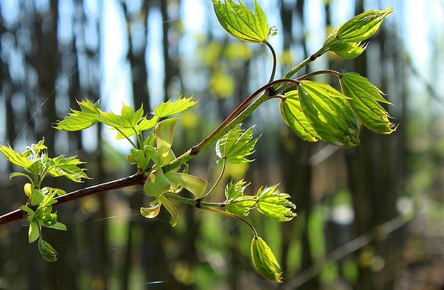 selective, focus photo, green, leafed, tree, spring, sapling, forest, green leaf, plant, nature, growth, green color, focus on foreground, plant part, leaf, beauty in nature, close-up, day, no people, outdoors, branch, tranquility, twig, land, sunlight, plant stem, 4K