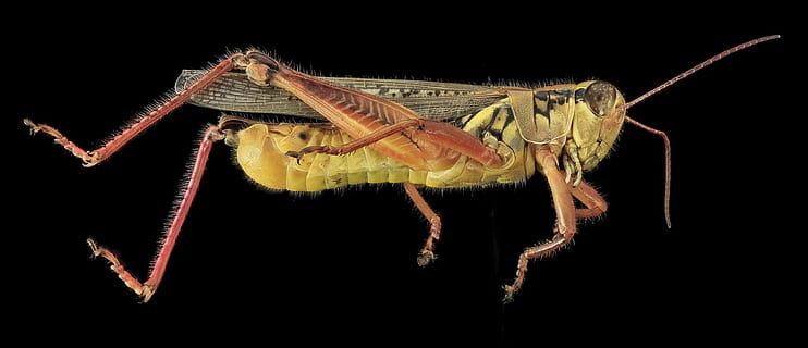 makro fotografie, východní, lubber kobylka, saranče, hmyz, makro, profil, volně žijících živočichů, Příroda, zblízka, křídla, nohy, antény, jízdní, s geologický průzkum, zvíře, detail, bezobratlý, zvířat, jednoho zvířete, černé pozadí, studio shot, část těla zvířete, zvířata ve volné přírodě, uvnitř, členovců, nikdo, zoologie, plná délka, končetina, zvířecí noha, pavoukovec, 1080P, CC0, veřejná doména, bez autorských práv