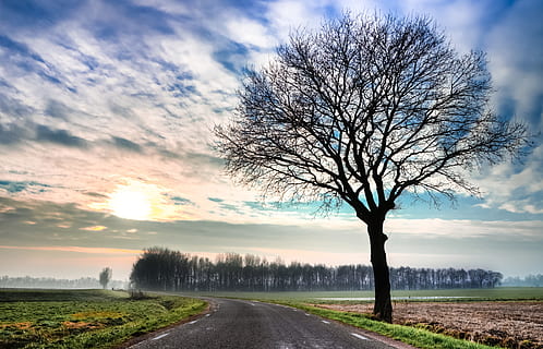 silhouette, naken, trefoto, dagtid, tre, vinter, hdr, himmel, vintertrær, kald, årstid, landskap, natur, blå, hvit, dekorasjon, frost, tåke, vei, enger, skyer, bare tre, sky - himmel, anlegg, veien forover, rolig scene, ro, naturskjønnhet - natur, retning, skjønnhet i naturen, ingen folk, solnedgang, felt, miljø, landlige scene, transport, synkende perspektiv, utendørs, treelined, 4K, CC0, offentlig domene, opphavsrett gratis