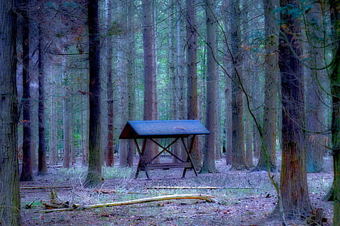 pineta, foresta di conifere, fodderhus, albero, foresta, pianta, tronco, tronco d'albero, terra, bosco, la tranquillità, natura, scena tranquilla, nessuno, crescita, legno - materiale, bellezza nella natura, giorno, assenza, scenics - natura, posto a sedere, scena non urbana, a distanza, all'aperto, 2K, CC0, dominio pubblico, privo di copyright