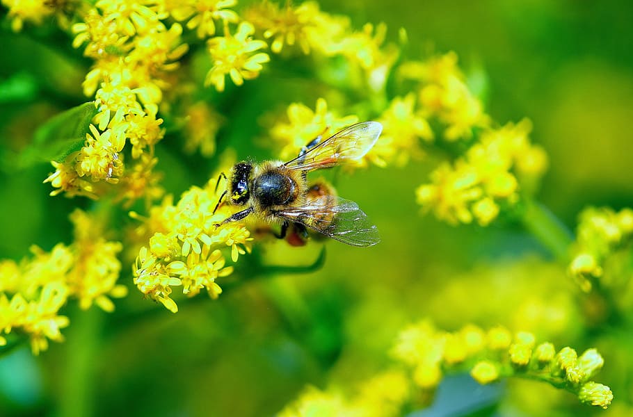 abella, macro, margarida, groc, flor, flor groga, fauna animal, temes d'animals, animal, insecte, animals a la natura, invertebrat, planta amb flors, planta, bellesa a la natura, un animal, frescor, naturalesa, primer pla, cap de flor, fragilitat, polinització, cap gent, a l'aire lliure, primavera, Abellot, 4K