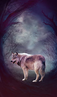 floresta Negra, Lobo, floresta, Sombrio, animal, selvagem, natureza, árvore, noite, fantasia, cinzento, mamífero, um animal, temas animais, animais domésticos, pets, doméstico, vertebrado, ninguém, comprimento total, canino, cão, de pé, nuvem - céu, árvore nua, vista lateral, céu, plantar, 2K, CC0, domínio público, royalty free