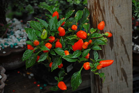 chile, fiore, albero, cibo, cibo e bevande, parte vegetale, foglia, freschezza, natura, pianta, frutta, colore verde, mangiare sano, crescita, nessuno, giorno, rosso, avvicinamento, bellezza nella natura, all'aperto, frutti di bosco, concentrarsi sulle conoscenze acquisite, benessere, sorbe, 2K, CC0, dominio pubblico, privo di copyright