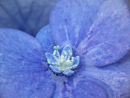hydrangea, biru, dekat, makro, mekar, berkembang, hal berkembang, bunga, tanaman berbunga, kesegaran, menanam, keindahan di alam, merapatkan, kerentanan, kerapuhan, daun bunga, alam, kepala bunga, pertumbuhan, tidak ada orang, serbuk sari, latar belakang, musim semi, botani, ungu, kelembutan, 2K, CC0, domain publik, bebas royalti