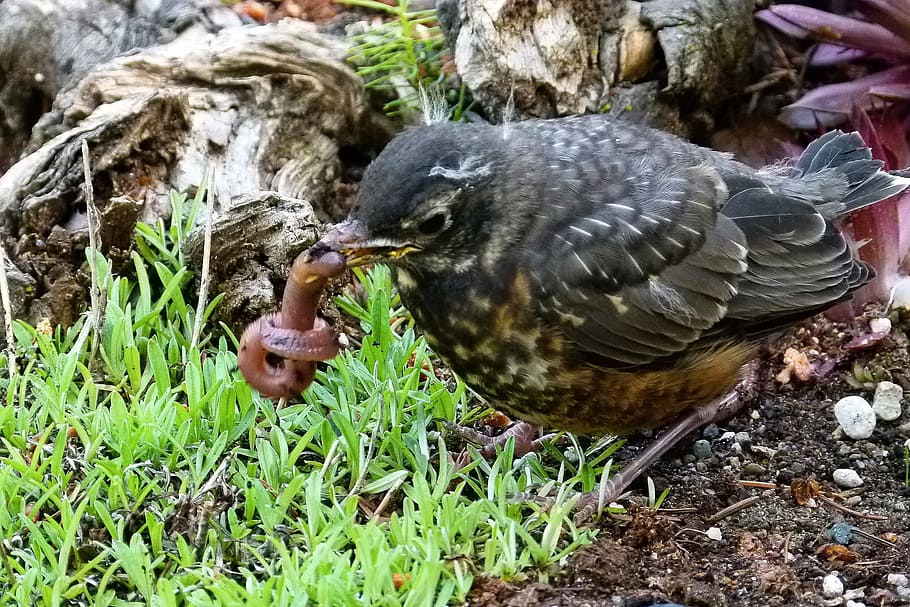 Czerwony robin, ptak, robak, Natura, owocobranie, pierzasty, woda, tematy zwierzęce, jedno zwierzę, zwierzęta na wolności, zwierzę, zwierzęca przyroda, kręgowiec, dzień, zbliżenie, młody ptak, młode zwierzę, żadnych ludzi, wylądować, pole, jedzenie, roślina, wysoki kąt widzenia, na dworze, skupić się na pierwszym planie, kaczka, dziób, 1080P