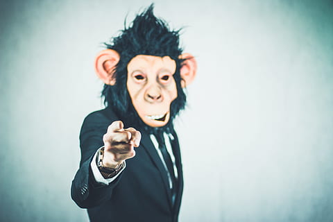 black, suit jacket, monkey face illustration, monkey, application, training, business, portrait, start up, startup, presentation, logo, meeting, businessman, profession, tie, businessmen, management, kaufmann, winner, work, success, skills, manager, career, lifestyle, dynamic, shirt, workplace, chef, office, tax consultant, office job, suit, funny, bureaucracy, leader, professional, boss, outfit, consultant, specialist, successful, team leader, gut, thumb, positive, finger, top, full well, thumb males, high, excellent, like, confirm, thumbs up, motivation, right, looking at camera, gesturing, one person, studio shot, emotion, indoors, front view, black hair, waist up, copy space, human body part, body part, headshot, adult, pointing, negative emotion, vignette, facial expression, mouth open, aggression, 4K, CC0, public domain, royalty free