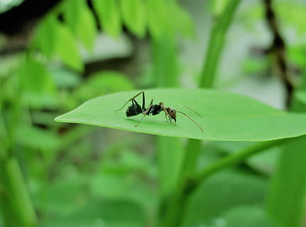 formica, insetto, formica su foglia, macro, natura, bellissimo, invertebrato, animale, temi animali, fauna selvatica, animali allo stato selvatico, un animale, colore verde, parte vegetale, foglia, pianta, avvicinamento, nessuno, giorno, messa a fuoco selettiva, concentrarsi sulle conoscenze acquisite, ala animale, all'aperto, zoologia, 2K, CC0, dominio pubblico, privo di copyright