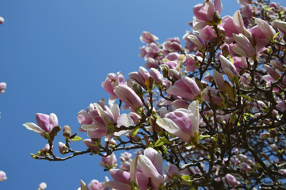 primavera, albero di tulipano, fiore, fioritura, magnolia, fiore di magnolia, natura, legna, fioritura primaverile, fiorisce a, floreale, rosa pallido, fiori, fiore dell'albero di tulipano, blu, cielo, pianta fiorita, fragilità, pianta, vulnerabilità, freschezza, bellezza nella natura, crescita, colore rosa, albero, fiorire, petalo, avvicinamento, Inquadratura dal basso, cielo sereno, ramo, nessuno, testa di fiore, all'aperto, fiore di ciliegio, ciliegio, 5K