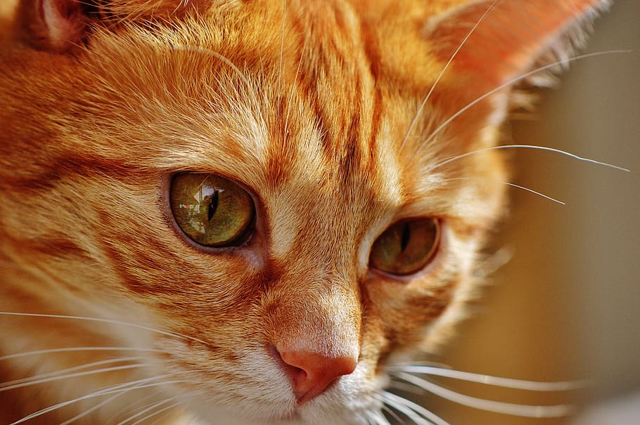 selektiv, fokus fotografie, Orange, tabby, Katze, rot, süß, Makrele, Tiger, Süss, knuddelig, Tier, Hauskatze, Pelz, Tierwelt, Haustier, adidas, Katzengesicht, junge Katze, spielerisch, rote Makrele getigert, Kätzchen, rote Katze, Säugetier, inländisch, katzenartig, Haustiere, Tierthemen, ein Tier, Whisker, Tierkörperteil, Nahansicht, Porträt, Tierkopf, Wirbeltier, Kamera betrachten, Auge, keine Leute, Tierauge, Schnauze, 5K