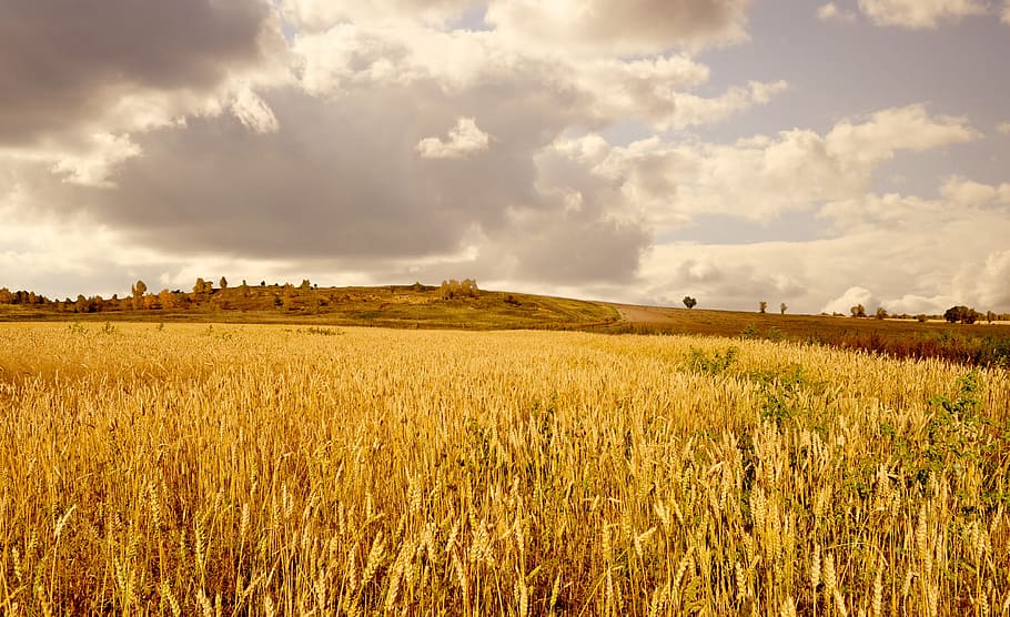 Weizenpflanze, Gelb, Weizen, Feld, Wolken, Himmel, golden, Herbst, Platz, Landschaft, Land, wolke - himmel, Umgebung, Landwirtschaft, ländliche Szene, Pflanze, Szenen - Natur, Ruhe, Schönheit in der Natur, ruhige Szene, Ernte, Wachstum, Getreidepflanze, Natur, keine Leute, Tag, draußen, 4K