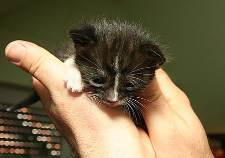 person, bedrift, sort, killing, pattedyr, kæledyr, indenlandske, et dyr, hånd, menneskelig hånd, husdyr, ungt dyr, menneskelig kropsdel, en person, tæt på, kat, kropsdel, feline, nuttet, omsorg, bakkenbart, kæledyr ejer, finger, lille, 1080P, CC0, offentligt domæne, royaltyfrie