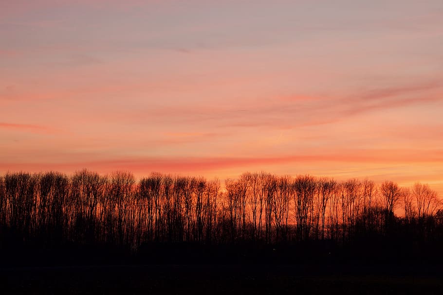 Abendrot, Abend, Sonnenuntergang, Abendhimmel, bunter Sonnenuntergang, untergehende Sonne, Bäume, Abendsonne, Luft, Orange, rot, Himmel, Ruhe, Schönheit in der Natur, ruhige Szene, Baum, Szenen - Natur, wolke - himmel, keine Leute, Pflanze, orange Farbe, Natur, Silhouette, Land, Nicht-städtische Szene, Landschaft, idyllisch, Wald, Umgebung, Wachstum, draußen, 4K