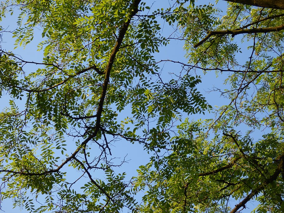 tree, foliage, branches, clearances, sky, nature, green, plant, eco, low angle view, growth, beauty in nature, no people, tranquility, branch, day, green color, clear sky, sunlight, outdoors, blue, backgrounds, leaf, plant part, forest, tree canopy, directly below, spring, 4K