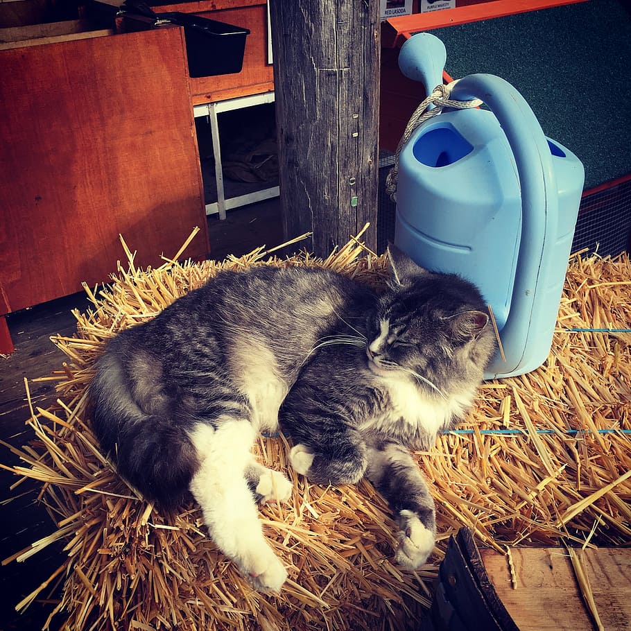 Scheune, Katze, Kätzchen, Heu, süß, Tier, katzenartig, Haustier, Bauernhof, inländisch, bezaubernd, flauschige, Miau, tabby, ländlich, Haustiere, Tierthemen, Säugetier, Hauskatze, Wirbeltier, ein Tier, Entspannung, keine Leute, drinnen, Jungtier, Container, High Angle View, Holz - Material, Whisker, Tierfamilie, 2K