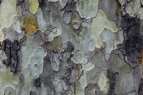 Baum, Hintergrund, Textur, Farben, natürlich, Holzgewebe, Grün, bunt, Hintergründe, Muster, Natur, Holz - Material, texturiert, Rau, Material, abstrakt, braun, alt, Nahansicht, Vollbild, Kofferraum, Baumstamm, verwittert, keine Leute, Tag, Pflanzenrinde, Pflanze, draußen, natürliches Muster, Wandbau - Funktion, Borke, Flechte, Struktureffekt, 5K, CC0, gemeinfrei, lizenzfrei