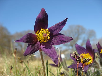 blomma, växt, vår, backsippa, blommor, lila, natur, skönhet i naturen, sommar, vild blomma, utomhus, äng, närbild, blå, grön färg, bräcklighet, blommande växt, friskhet, kronblad, sårbarhet, tillväxt, blomhuvud, blomställning, inget folk, himmel, fokusera på förgrunden, fält, klar himmel, dag, pollen, springtime, rödbrun, 2K, CC0, offentligt domän, royaltyfria